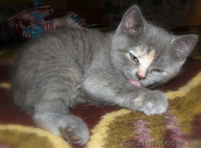 Продается шикарная голубокремовая девочка-страйт - <ro>Изображение</ro><ru>Изображение</ru> #1, <ru>Объявление</ru> #4579