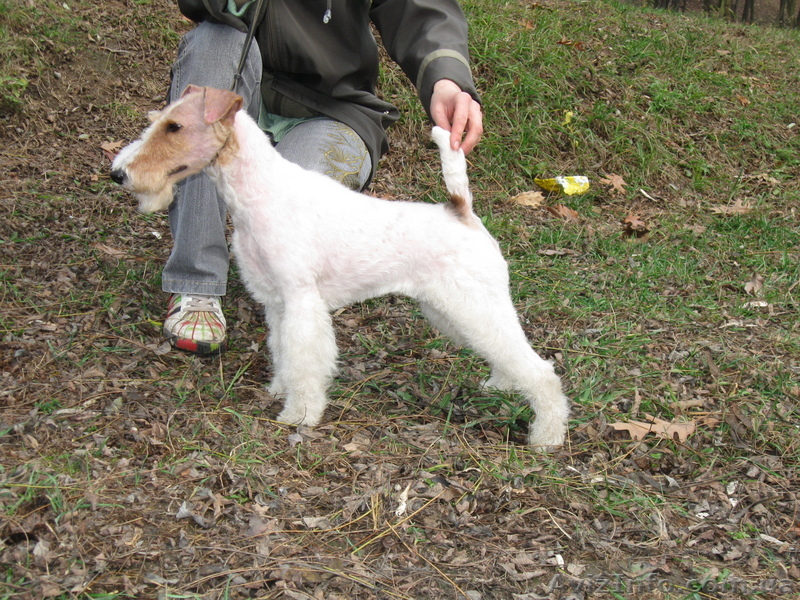 щенки фокстерьера ж/ш - <ro>Изображение</ro><ru>Изображение</ru> #1, <ru>Объявление</ru> #16953