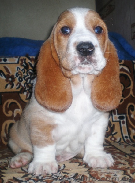 Щенки Бассет Хаунда!!! - <ro>Изображение</ro><ru>Изображение</ru> #1, <ru>Объявление</ru> #207571