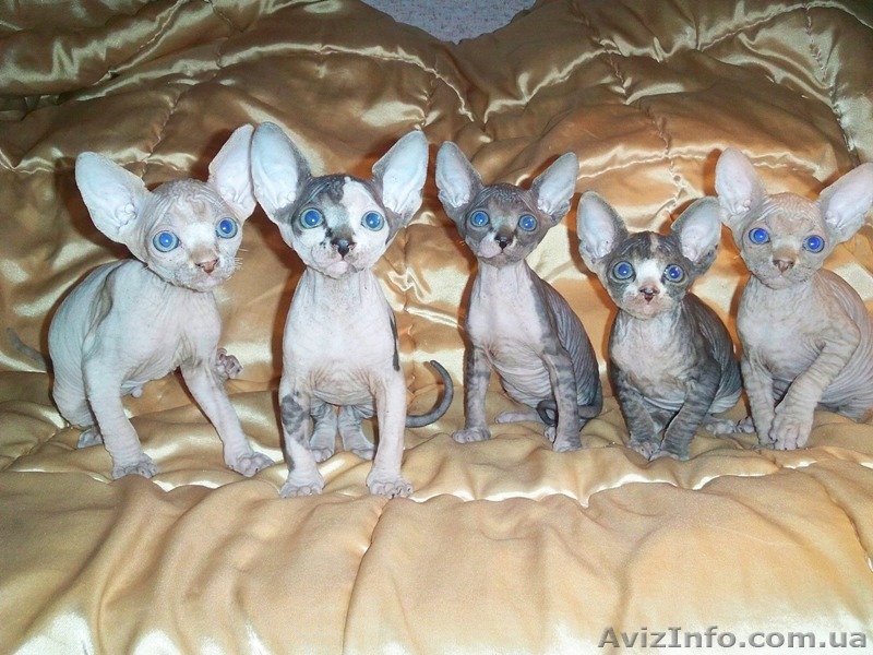 котята канадский сфинкс  - <ro>Изображение</ro><ru>Изображение</ru> #1, <ru>Объявление</ru> #245021