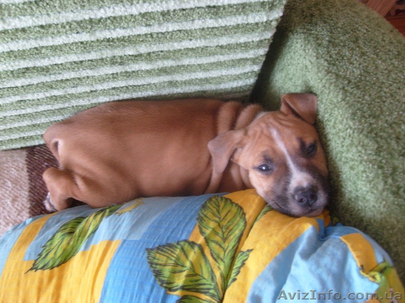 Продам щенка Стаффорда! Недорого!!! - <ro>Изображение</ro><ru>Изображение</ru> #1, <ru>Объявление</ru> #288483