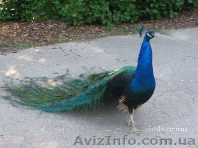 Продам павлинов Черноплечих, цена договорная. - <ro>Изображение</ro><ru>Изображение</ru> #1, <ru>Объявление</ru> #370412