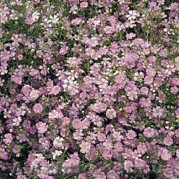 Луковицы цветов, семена овощей - <ro>Изображение</ro><ru>Изображение</ru> #1, <ru>Объявление</ru> #495519