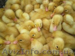 Утята суточные кросс Благоварка и кросс Темп - <ro>Изображение</ro><ru>Изображение</ru> #1, <ru>Объявление</ru> #513907