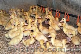 Подрост утята кросс Благоварка и Темп в возрасте 7-21 дн. - <ro>Изображение</ro><ru>Изображение</ru> #1, <ru>Объявление</ru> #513898