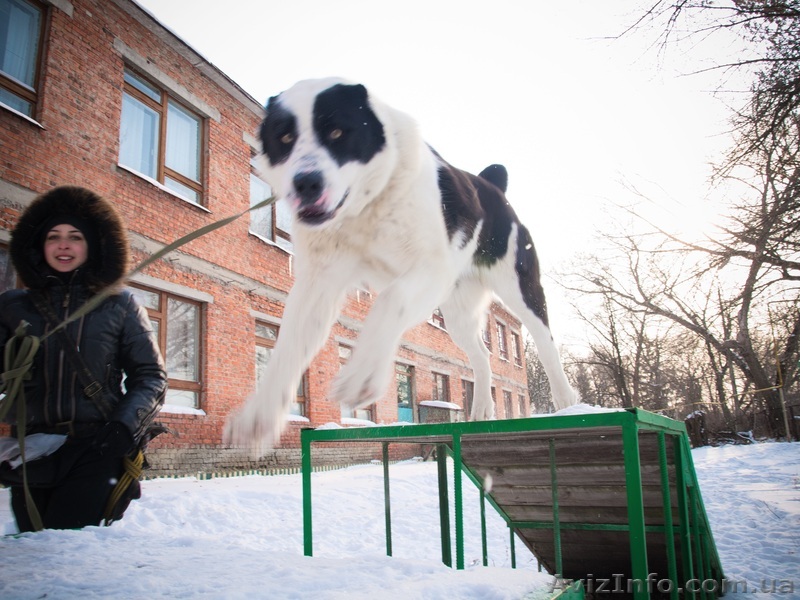 Услуги кинолога - <ro>Изображение</ro><ru>Изображение</ru> #1, <ru>Объявление</ru> #522134