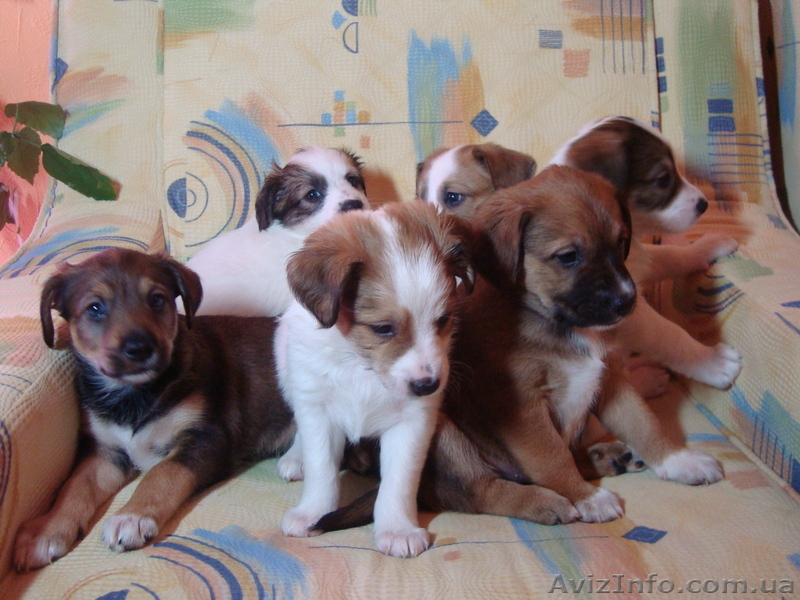 Домашние щенки дворняжки - <ro>Изображение</ro><ru>Изображение</ru> #1, <ru>Объявление</ru> #544846