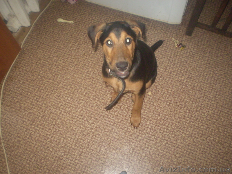 Отдам щенка в заботливые руки - <ro>Изображение</ro><ru>Изображение</ru> #1, <ru>Объявление</ru> #598633