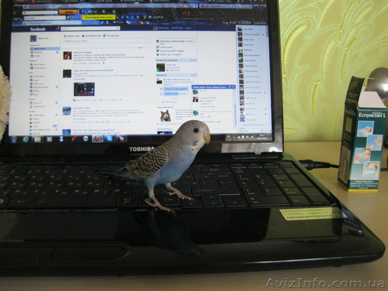 Попугай с клеткой - <ro>Изображение</ro><ru>Изображение</ru> #1, <ru>Объявление</ru> #626675