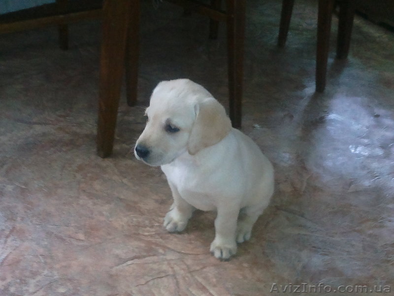 Щенята лабрадора - <ro>Изображение</ro><ru>Изображение</ru> #1, <ru>Объявление</ru> #656223