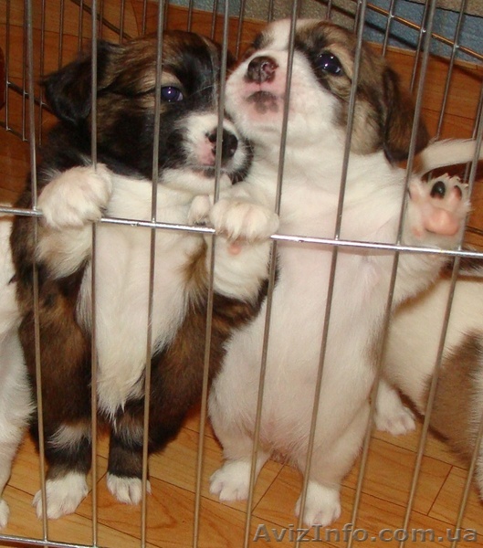 Отдаем за  СИМВОЛИЧЕСКУЮ  плату  КОРОЛЕВСКИХ  ЩЕНКОВ  ДРЕВЕРА - <ro>Изображение</ro><ru>Изображение</ru> #1, <ru>Объявление</ru> #643243