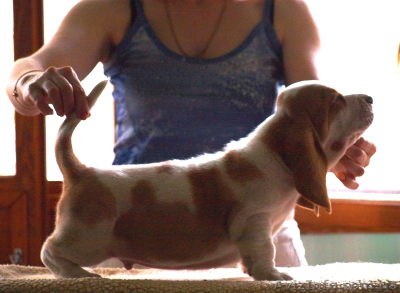 Щенок бассет хаунда - <ro>Изображение</ro><ru>Изображение</ru> #1, <ru>Объявление</ru> #649922