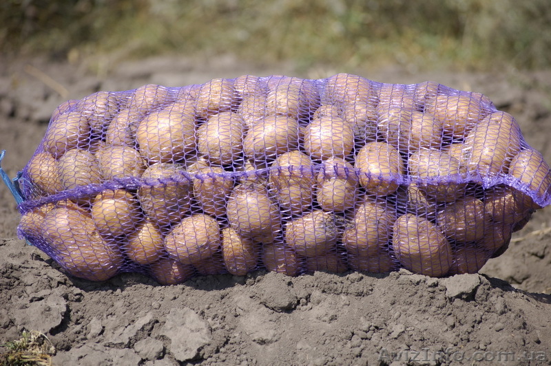 Картофель продам картошку продам картофель  - <ro>Изображение</ro><ru>Изображение</ru> #1, <ru>Объявление</ru> #486401