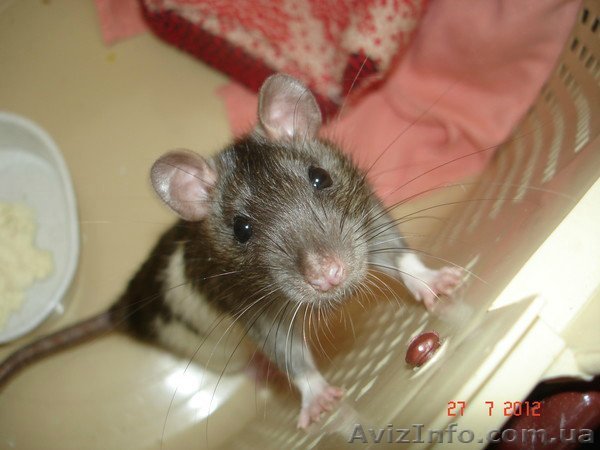 крысята ищут хозяев - <ro>Изображение</ro><ru>Изображение</ru> #1, <ru>Объявление</ru> #732864