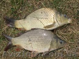 Продам зарыбок карпа толстолоба - <ro>Изображение</ro><ru>Изображение</ru> #1, <ru>Объявление</ru> #764290