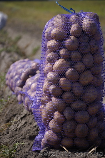 Продам картошку продам картофель - <ro>Изображение</ro><ru>Изображение</ru> #1, <ru>Объявление</ru> #489715