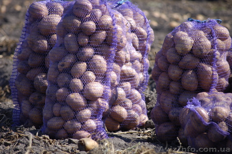 Картофель оптом в Сумской области - <ro>Изображение</ro><ru>Изображение</ru> #1, <ru>Объявление</ru> #790485