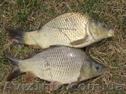 Рыба живая товарная - <ro>Изображение</ro><ru>Изображение</ru> #1, <ru>Объявление</ru> #833001