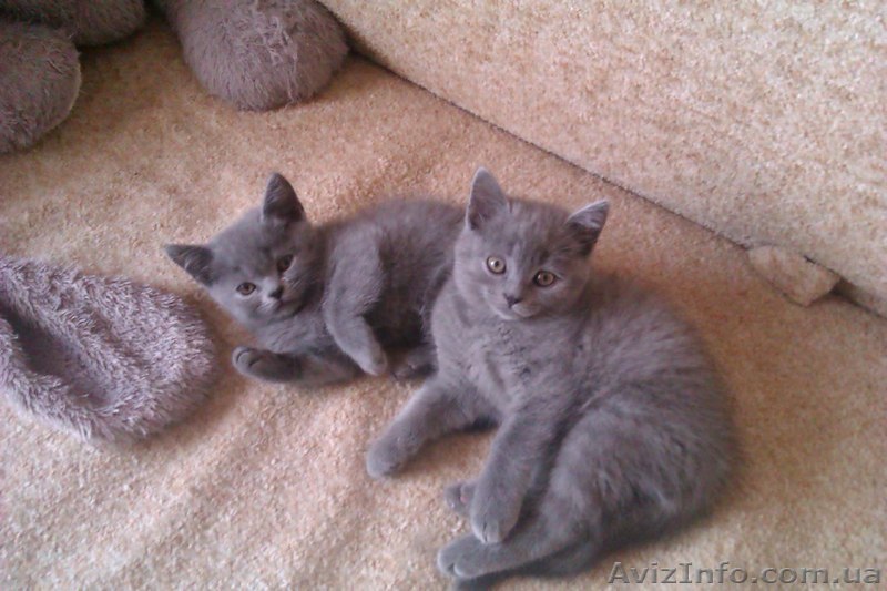 Котята Шотландские  - <ro>Изображение</ro><ru>Изображение</ru> #1, <ru>Объявление</ru> #843920