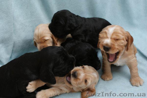 продаются щенки английского кокер спаниеля! - <ro>Изображение</ro><ru>Изображение</ru> #1, <ru>Объявление</ru> #834094
