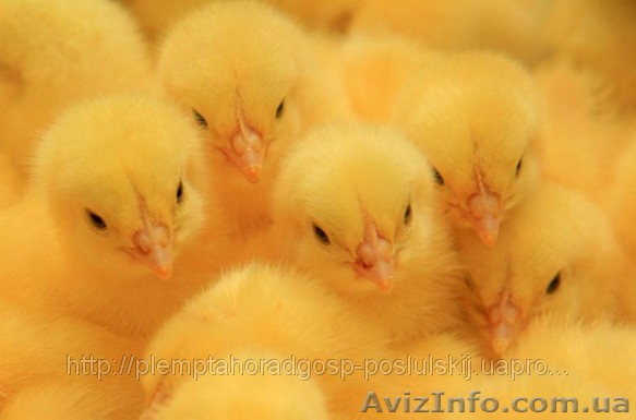Суточный молодняк цыпленка - <ro>Изображение</ro><ru>Изображение</ru> #1, <ru>Объявление</ru> #872380