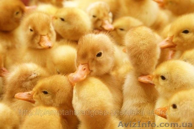 суточный молодняк утки - <ro>Изображение</ro><ru>Изображение</ru> #1, <ru>Объявление</ru> #872377
