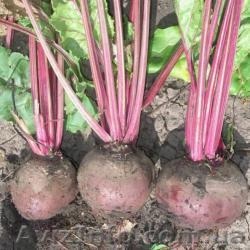 Продам свеклу оптом - <ro>Изображение</ro><ru>Изображение</ru> #1, <ru>Объявление</ru> #936058