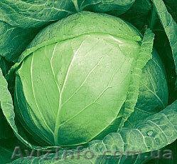 Продам  капусту оптом - <ro>Изображение</ro><ru>Изображение</ru> #1, <ru>Объявление</ru> #936056