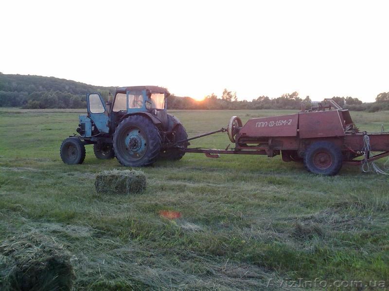 Сено луговое или люцерна - <ro>Изображение</ro><ru>Изображение</ru> #1, <ru>Объявление</ru> #955130