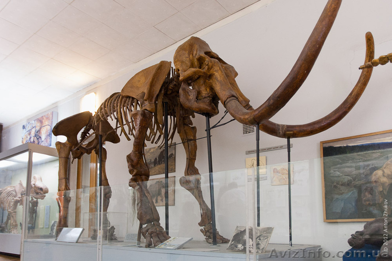 КУПЛЮ КОСТИ МАМОНТА - <ro>Изображение</ro><ru>Изображение</ru> #1, <ru>Объявление</ru> #974340