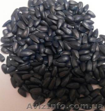 продам семена гибридов подсолнечника - <ro>Изображение</ro><ru>Изображение</ru> #1, <ru>Объявление</ru> #1027015