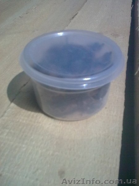 Продам,куплю, медведку сушеную для лечения туберкулёза Украина - <ro>Изображение</ro><ru>Изображение</ru> #1, <ru>Объявление</ru> #1090611