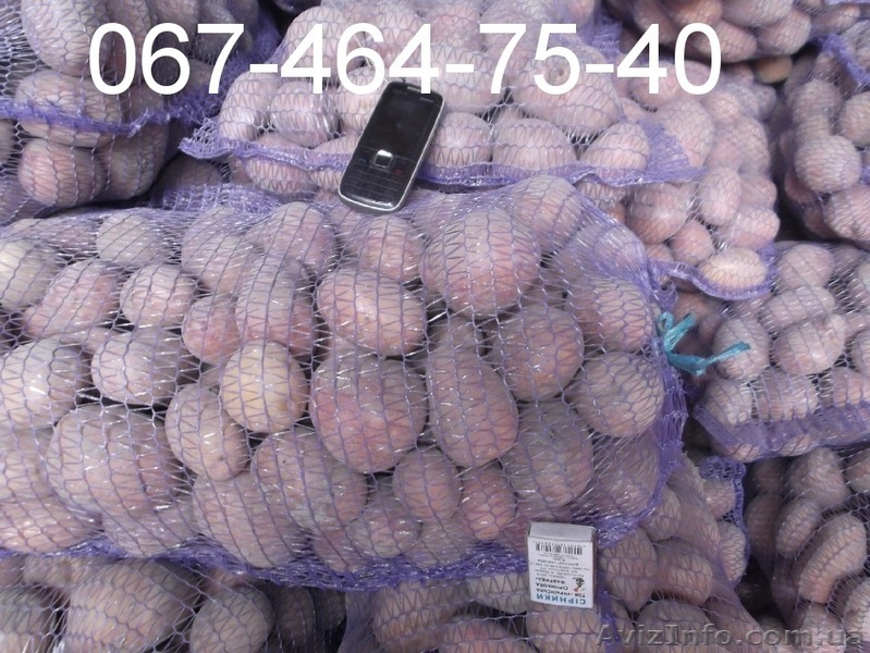 Продам картофель оптом от  производителя,отгрузка от 20 тонн. Звони. - <ro>Изображение</ro><ru>Изображение</ru> #1, <ru>Объявление</ru> #1139258