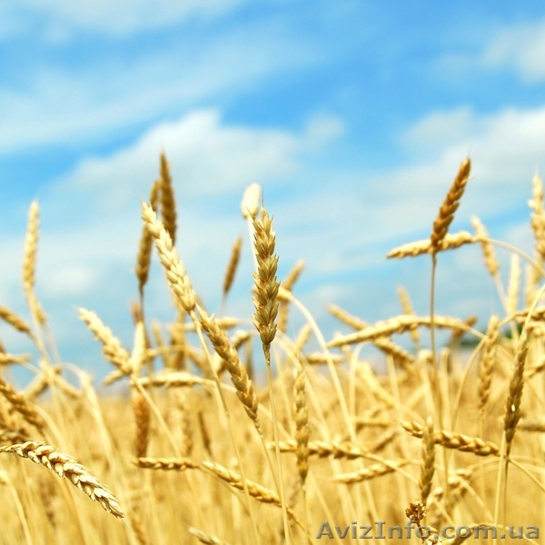 Закупаем зерновые и масличные - <ro>Изображение</ro><ru>Изображение</ru> #1, <ru>Объявление</ru> #1128111