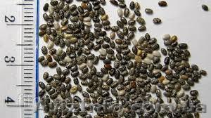 Купить семена чиа Полтава Глобино - <ro>Изображение</ro><ru>Изображение</ru> #1, <ru>Объявление</ru> #1191132