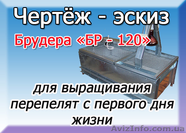 Чертёж брудера для выращивания перепелов  - <ro>Изображение</ro><ru>Изображение</ru> #1, <ru>Объявление</ru> #1324553