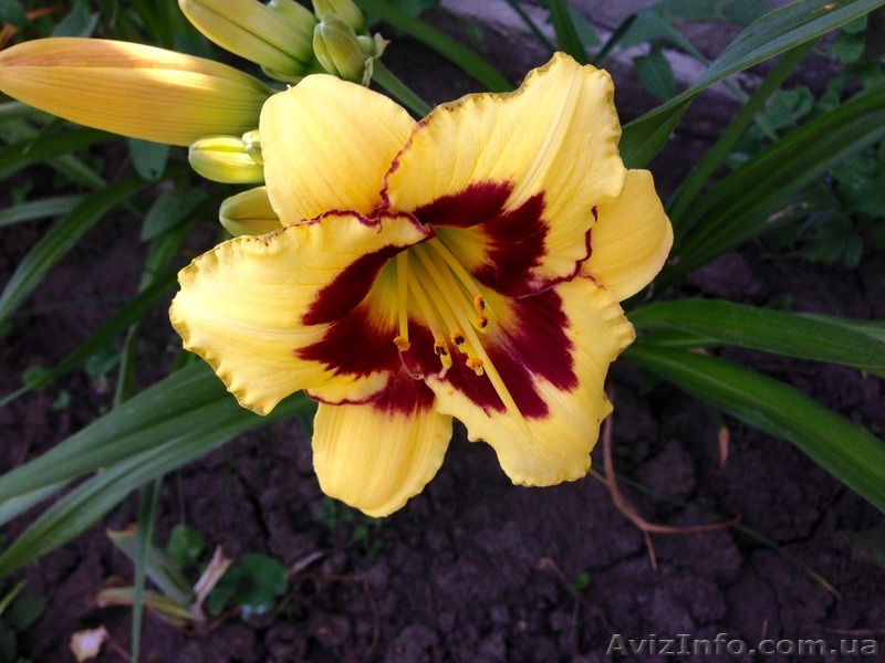 Садовые многолетние цветы из Цветочного дома Руфь почтой! - <ro>Изображение</ro><ru>Изображение</ru> #1, <ru>Объявление</ru> #1497795