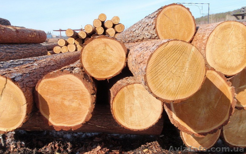 Пиловочник сосны - <ro>Изображение</ro><ru>Изображение</ru> #1, <ru>Объявление</ru> #1531953