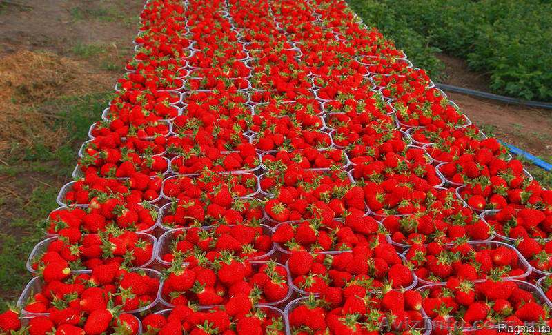 Пластиковая пинетка для малины 1,0 кг - <ro>Изображение</ro><ru>Изображение</ru> #1, <ru>Объявление</ru> #1542680