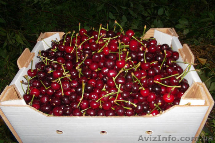 Картонный лоток под клубнику,малину,черешню,персик,виноград - <ro>Изображение</ro><ru>Изображение</ru> #1, <ru>Объявление</ru> #1542636