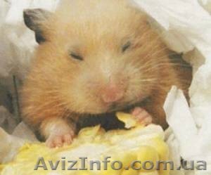 Продаем кукурузу 3 класса - <ro>Изображение</ro><ru>Изображение</ru> #1, <ru>Объявление</ru> #1568064