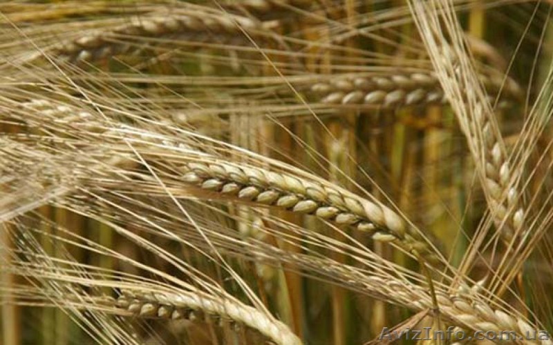 Продам ячмень 3 класса - <ro>Изображение</ro><ru>Изображение</ru> #1, <ru>Объявление</ru> #1626234