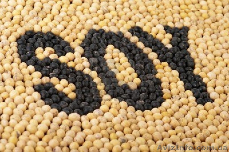 Продам сою 50 тонн - <ro>Изображение</ro><ru>Изображение</ru> #1, <ru>Объявление</ru> #1631751