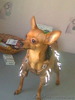 Вязка Той-Терьер - <ro>Изображение</ro><ru>Изображение</ru> #1, <ru>Объявление</ru> #10094