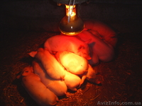 Продаются белые и въетнамские поросята. - <ro>Изображение</ro><ru>Изображение</ru> #2, <ru>Объявление</ru> #18299