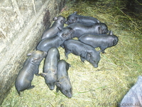 Продаются белые и въетнамские поросята. - <ro>Изображение</ro><ru>Изображение</ru> #1, <ru>Объявление</ru> #18299