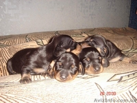 Продам щенков таксы! - <ro>Изображение</ro><ru>Изображение</ru> #2, <ru>Объявление</ru> #25049