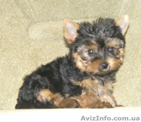 продами ЙОРКШИРСКИЙ ТЕРЬЕР - <ro>Изображение</ro><ru>Изображение</ru> #4, <ru>Объявление</ru> #35573