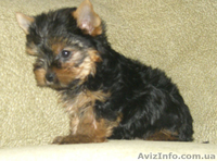 продами ЙОРКШИРСКИЙ ТЕРЬЕР - <ro>Изображение</ro><ru>Изображение</ru> #5, <ru>Объявление</ru> #35573