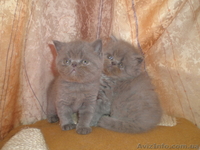 МИЛЫЕ КОТЯТА _ ПЕРСИКИ И ЭКЗОТИКИ - <ro>Изображение</ro><ru>Изображение</ru> #2, <ru>Объявление</ru> #59853